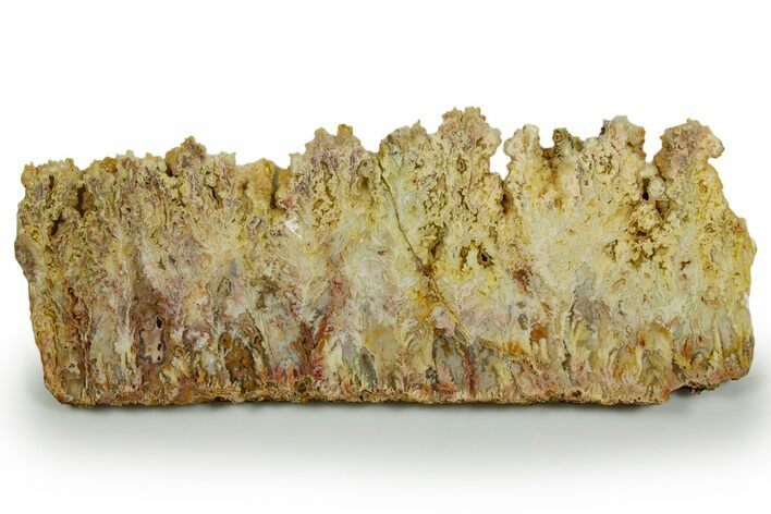 Polished Bella Vista Agate Slab - Oregon #371200